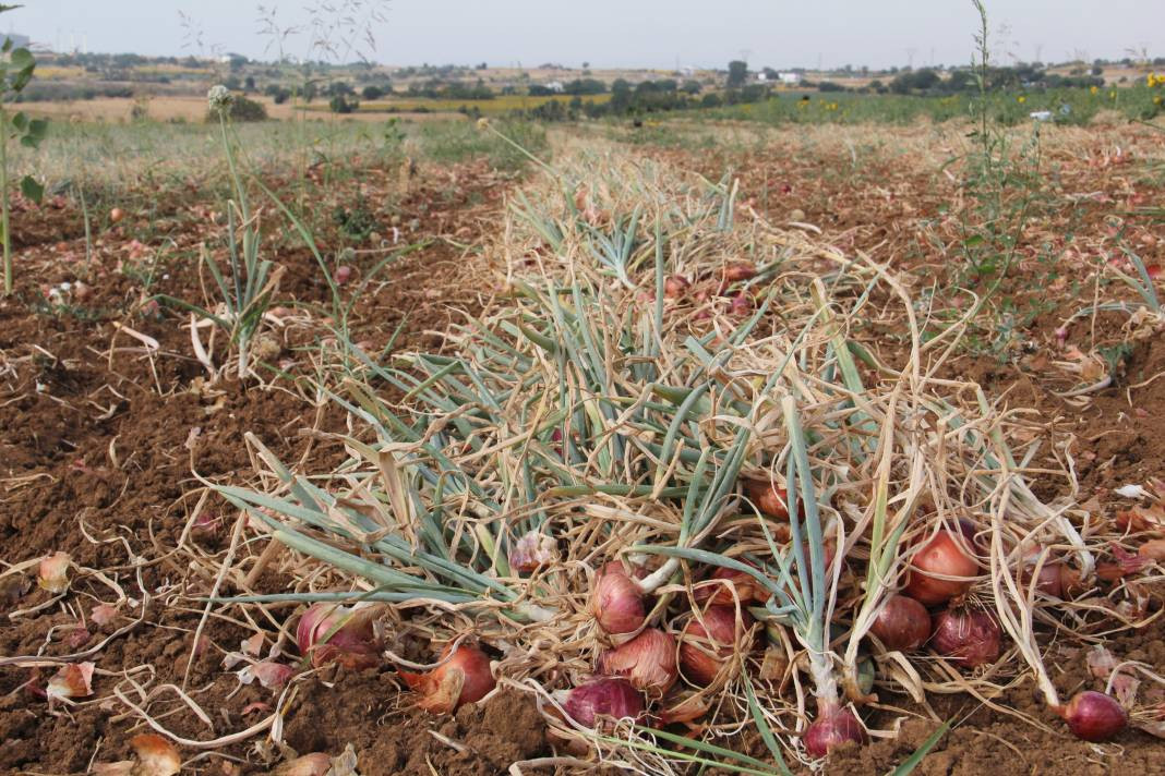 Hasadı başladı kilosu 30 TL. Şafak vakti toplanıyor Kansere kalkan oluyor - Resim: 4
